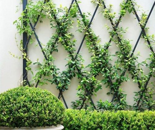 plante gard gradina